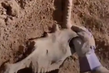 Thực hư chuyện tìm thấy hộp sọ kỳ lân trong vườn nhà