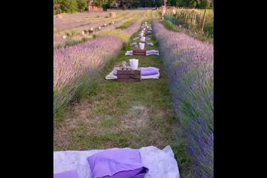 Ăn tối lãng mạn giữa cánh đồng oải hương