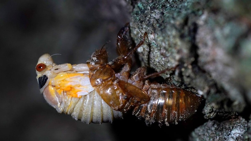 Hàng nghìn tỷ con ve sầu sắp trồi lên ở Mỹ sau 17 năm trú ngụ dưới đất - 6