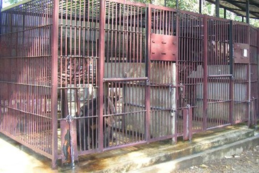 Thò tay vuốt lông gấu, nam sinh bị gấu “xé” rách tay