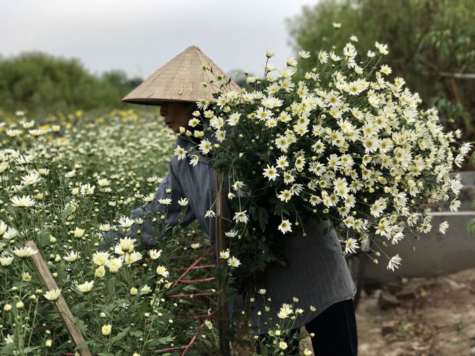 Loại cúc họa mi đặc biệt: Chơi 2 tháng mới tàn, 1 triệu đồng/chậu - 1 Loại cúc họa mi đặc biệt: Chơi 2 tháng mới tàn, 1 triệu đồng/chậu - 1