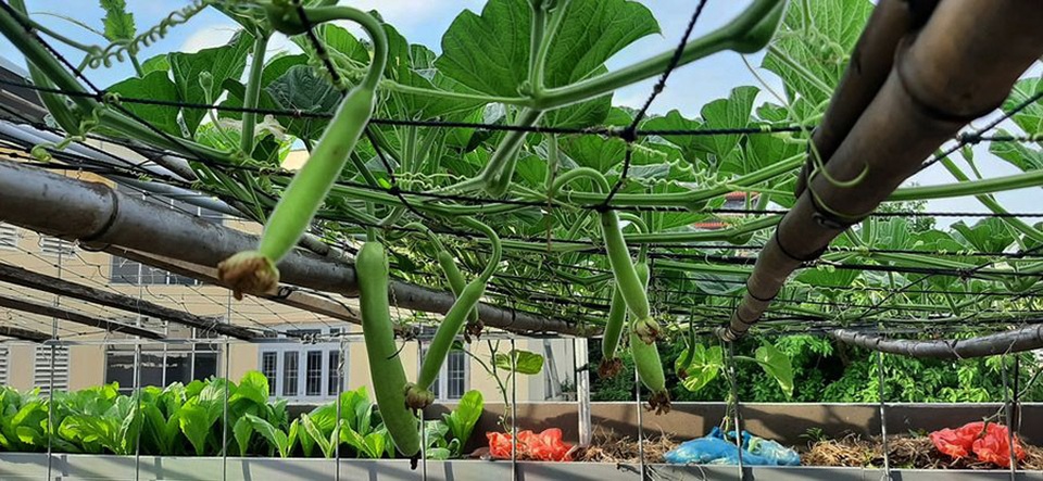 Quả trĩu cành, gà đẻ trứng trên sân thượng của bà chủ nhà trọ Sài Gòn - 10