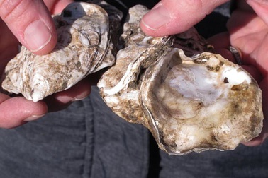 Mỹ dùng hàu làm "lá chắn" bảo vệ căn cứ hải quân