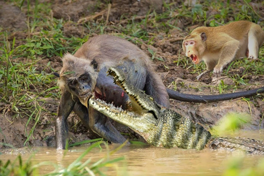 Đàn khỉ hợp sức, dũng cảm chiến đấu với cá sấu