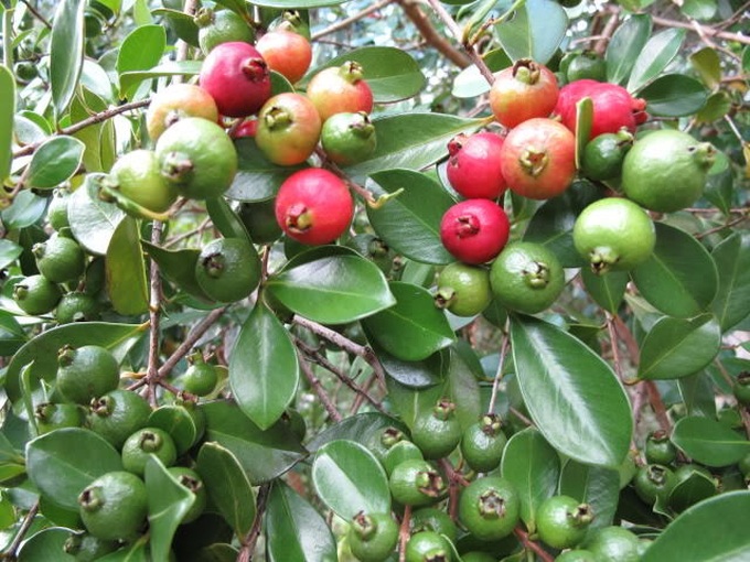 hoa quả độc lạ,quả trưng Tết,bưởi đỏ,chuối đỏ