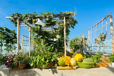 Gia chủ Đà Nẵng "phủ xanh" nóc nhà bằng vườn rau trái sum suê