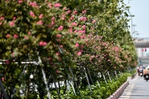 Con đường hoa tường vi nở hồng lãng mạn ở Hà Nội