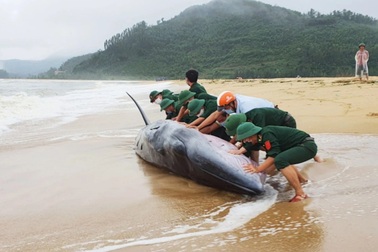 Cá voi "khủng" dài 10 m được đưa về biển thành công
