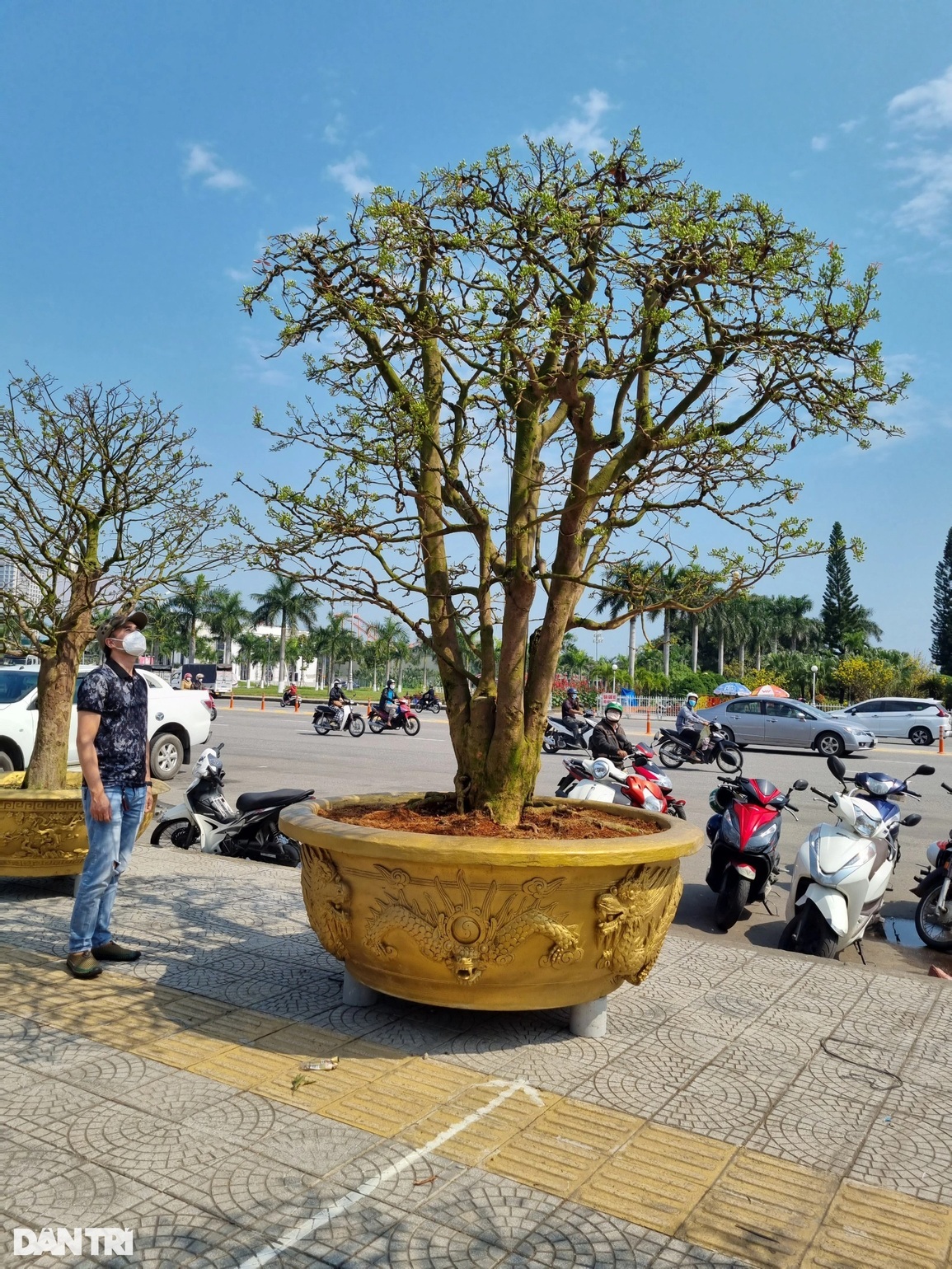 Cụ mai hơn 100 năm tuổi rao giá 3 tỷ đồng vẫn chờ khách - 4 Cụ mai hơn 100 năm tuổi rao giá 3 tỷ đồng vẫn chờ khách - 4