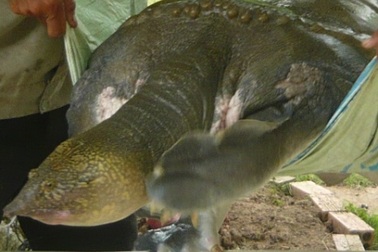 Đưa cua đinh “khủng” 60kg từ ao lên trị bệnh