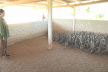 Nghệ An: Làm giàu nhờ nuôi... vịt trời