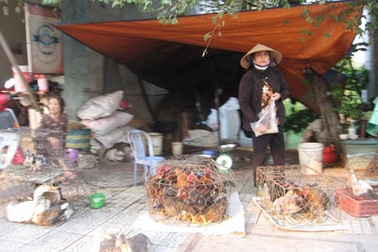 Gà, vịt “bẩn” tràn lan trên phố