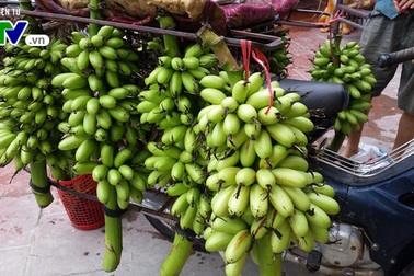 Chuối Ngự tiến vua - sản vật quý Hà Nam "cháy hàng" dịp Tết