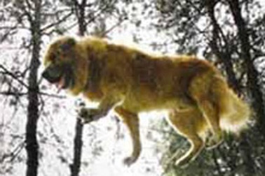 Chó trình diễn đi trên dây