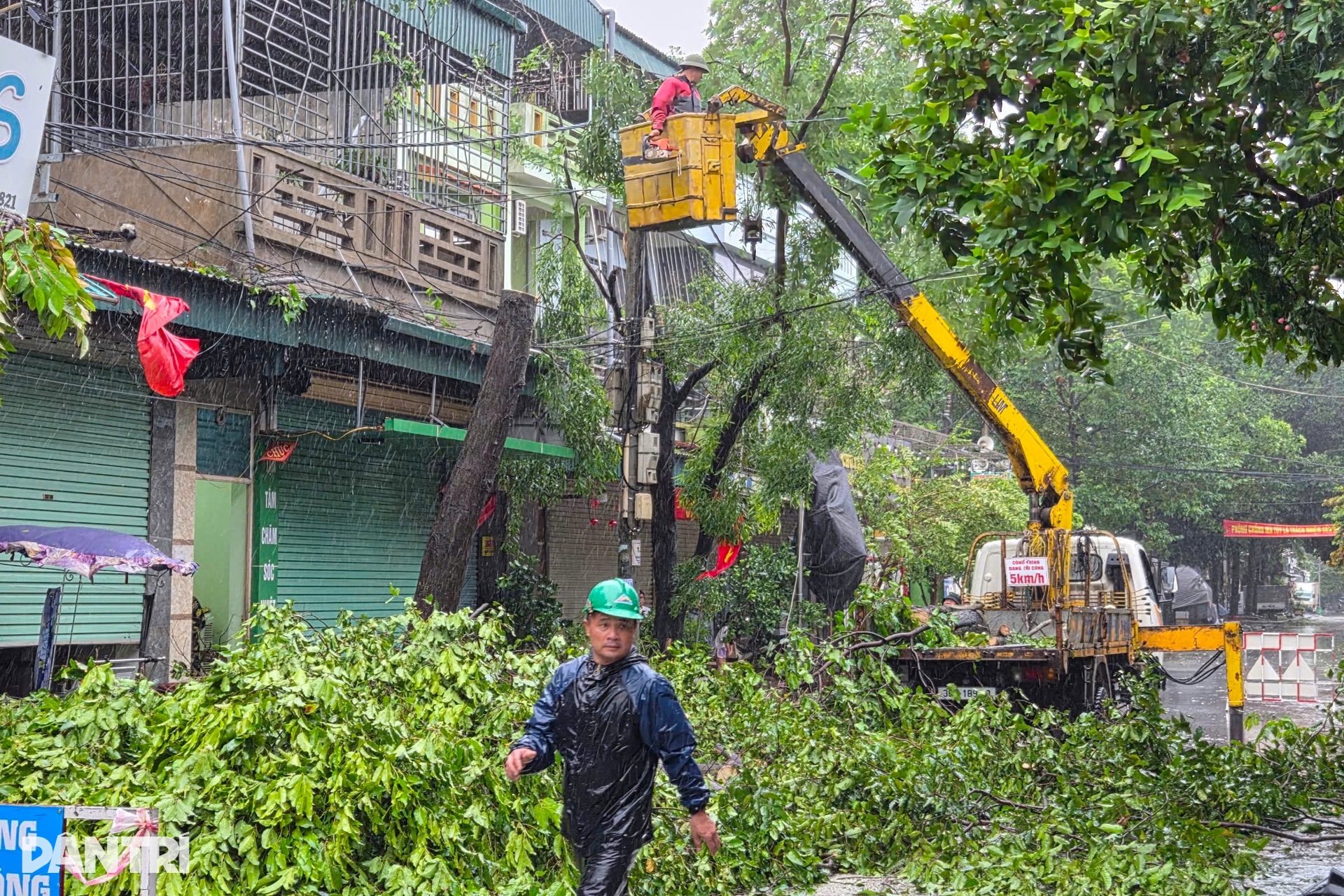 Cây xanh ngã đổ sau khi bão Wipha quét qua Thanh Hóa - 8 Cây xanh ngã đổ sau khi bão Wipha quét qua Thanh Hóa - 8