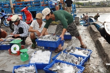 Ngư dân hối hả vươn khơi đánh bắt vụ Tết