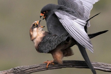 Vì sao con người không có mùa sinh sản như muôn loài?