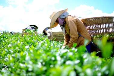 Hàng ngàn hộ dân trồng chè điêu đứng vì không có người mua
