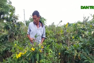 Mai vàng nở sớm bất thường, nông dân lo mất Tết