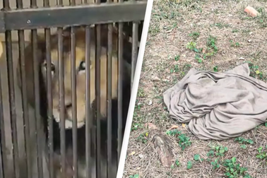 Người đàn ông mất mạng vì nhảy vào chuồng sư tử để chụp ảnh selfie