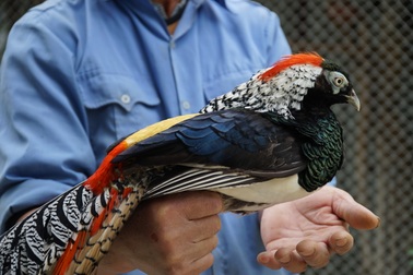 Chim trĩ bảy màu giá 10 triệu/cặp chơi tết Nguyên đán