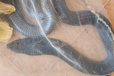 Bắt được rắn hổ mang chúa dài hơn 3m trong vườn nhà