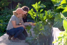 Cô gái trẻ làm khu vườn nông sản sạch, mời người lạ tới trồng cây