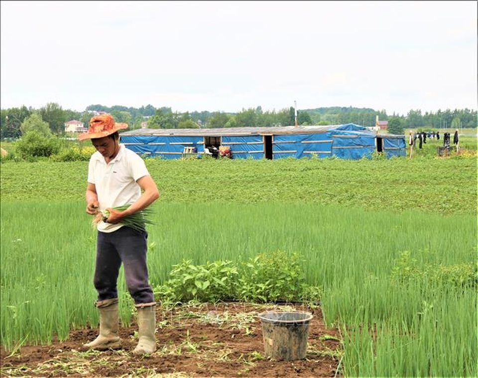 Những người bán mặt cho đất, bán lưng cho trời ở LB Nga - 2 Những người bán mặt cho đất, bán lưng cho trời ở LB Nga - 2