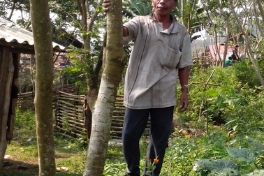 Có rừng sưa tiền tỷ, cả làng quyết không bán, bảo vệ như báu vật