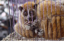 Cán bộ kiểm lâm tiếp tay doanh nghiệp ở TPHCM nuôi nhốt động vật quý, hiếm