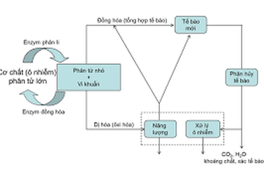 Nano Bioreactor: Xử lý nước thải tiên tiến