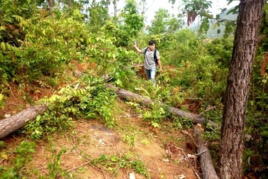 Xử phạt công ty khai thác trái phép nhựa thông ở rừng phòng hộ Phú Ninh