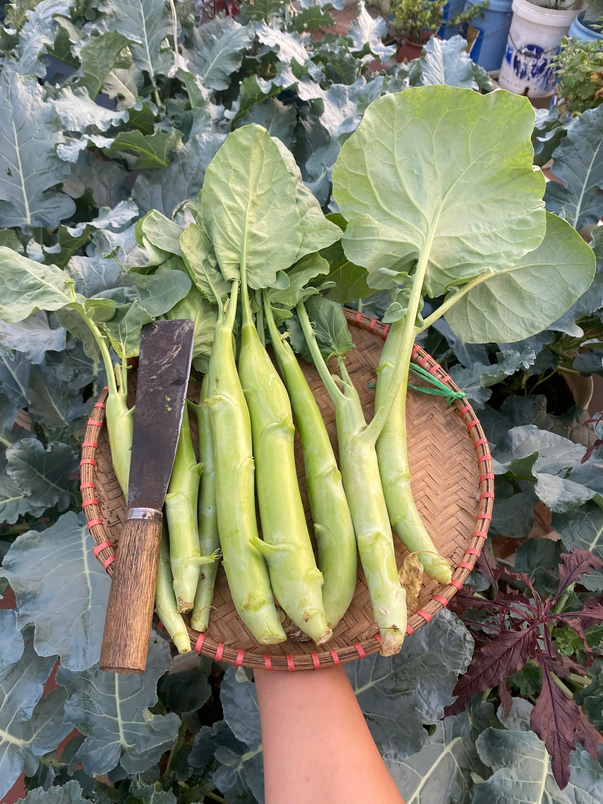 Chàng trai Hải Phòng nuôi gà, làm vườn trĩu quả trên sân thượng nhà phố - 7