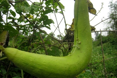 Đà Nẵng: Mướp trổ hoa ngay giữa trái