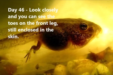 Quá quen thuộc nhưng bạn có thực sự biết nòng nọc trở thành ếch như thế nào?