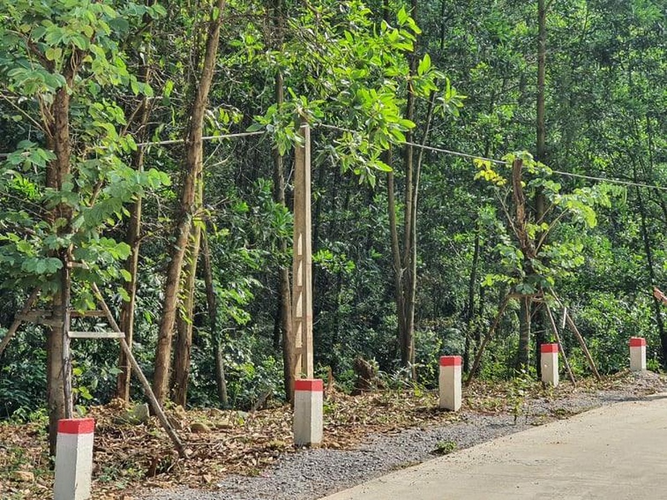 Cẩm Phả chỉ đạo khẩn vụ hàng cây hoa ban tiền tỉ vô chủ - 4 Cẩm Phả chỉ đạo khẩn vụ hàng cây hoa ban tiền tỉ vô chủ - 4