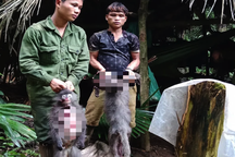 2 cá thể Voọc xám quý hiếm ở Vườn quốc gia Pù Mát bị bắn chết