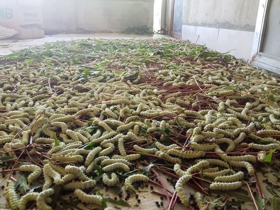 Nhìn khiếp vía nhưng ăn lạ miệng, tằm lá sắn cháy hàng, đắt khách - 2 Nhìn khiếp vía nhưng ăn lạ miệng, tằm lá sắn cháy hàng, đắt khách - 2