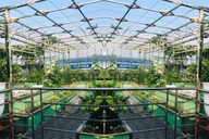 Hà Nội: Khu vườn sân thượng sum suê rau trái, nổi tiếng khắp mạng xã hội