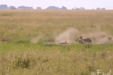 Lợn bướu mẹ húc văng sư tử để giải cứu con non