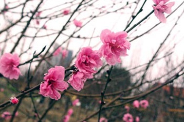 Hàng không tính cước vận chuyển đào, mai dịp Tết