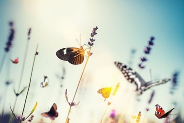 Côn trùng giảm sút đến mức đáng báo động