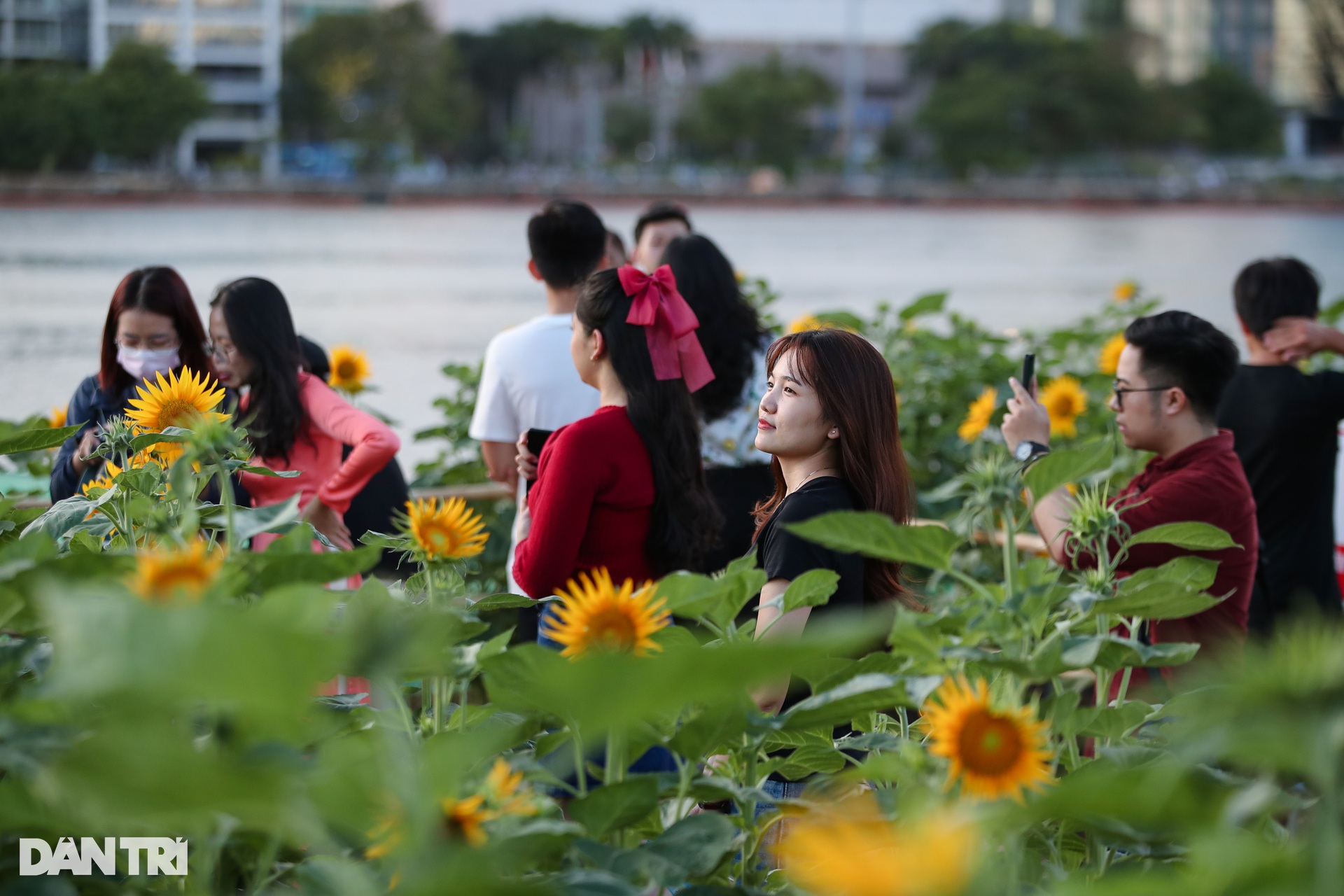 Many young people jostle each other to show off their beauty in the sunflower field - 1