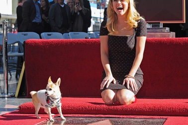 “Sao” phim Luật sư không bằng cấp lưu tên trên đại lộ danh vọng