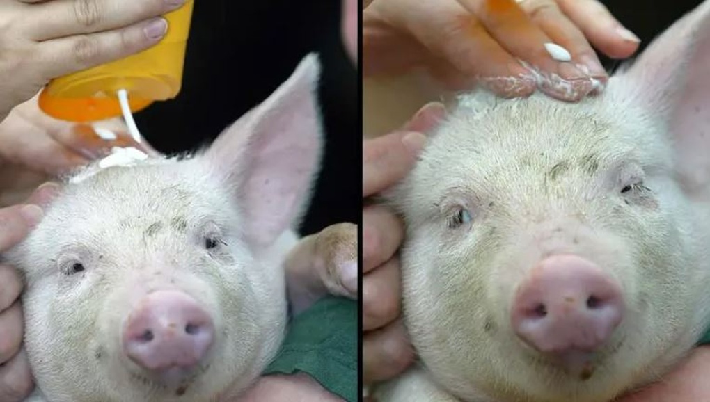 Nóng kỷ lục ở châu Âu, nông dân thoa kem chống nắng cho cả... những chú heo - 1 Nóng kỷ lục ở châu Âu, nông dân thoa kem chống nắng cho cả... những chú heo - 1