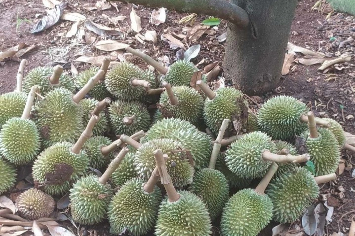 Los agricultores lloraron cuando 1.600 durianes fueron destruidos durante la noche - 2 Nông dân khóc ngất khi 1.600 trái sầu riêng bị phá hoại trong đêm - 2