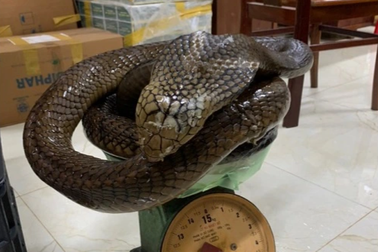 Người phụ nữ bị khởi tố vì vận chuyển trái phép 2 con rắn hổ chúa quý hiếm