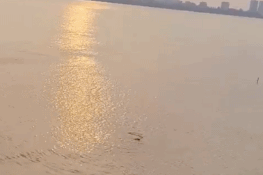 Thực hư thông tin cá sấu "bơi tung tăng" ở Hồ Tây