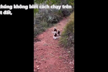 Bật cười trước cách di chuyển đặc biệt của loài vượn cáo Sifaka