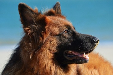 Người phụ nữ được cứu sống nhờ chó nhà đánh hơi được khối u ung thư?